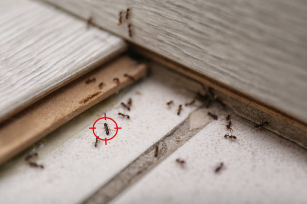 Best Commercial Pest Control Services  in Dewitt, MI