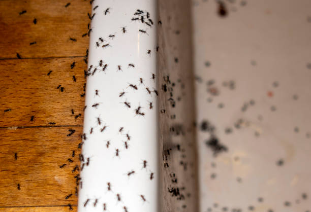 Best Rat Extermination Near Me  in Dewitt, MI
